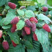 Комплект 5шт  / Ежемалина Логан Берри (красная)